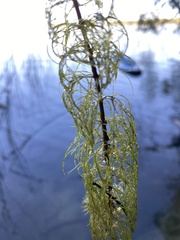 Myriophyllum sibiricum