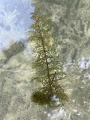 Myriophyllum sibiricum