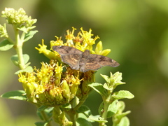 Nisoniades macarius