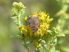 Nisoniades macarius
