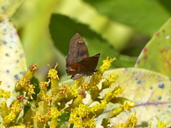 Nisoniades macarius