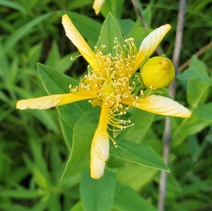 Hypericum ascyron