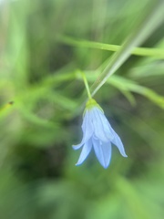 Campanula aparinoides