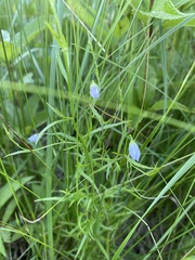 Campanula aparinoides