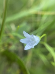 Campanula aparinoides