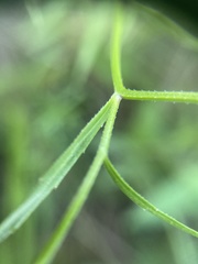 Campanula aparinoides