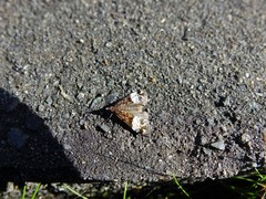 Scoparia minusculalis