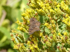 Nisoniades macarius