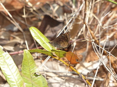 Nisoniades macarius