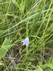 Campanula aparinoides