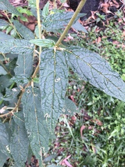 Solanum brownii