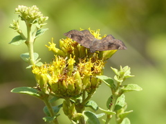 Nisoniades macarius