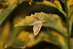 Agathodes monstralis