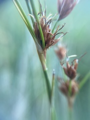 Cladium mariscoides