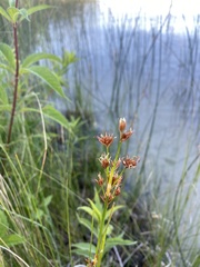 Cladium mariscoides