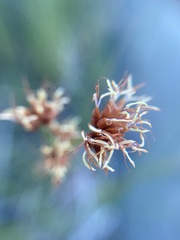 Cladium mariscoides
