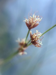 Cladium mariscoides