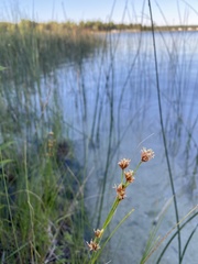 Cladium mariscoides