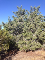 Juniperus californica