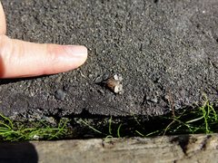 Scoparia minusculalis