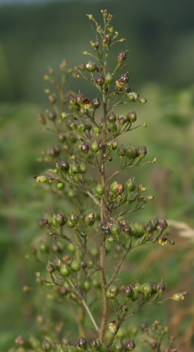 Nariuotasis bervidis nuotrauka