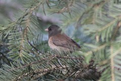 Junco hyemalis montanus