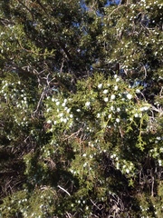 Juniperus californica