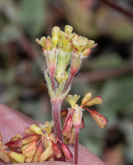 Eriogonum marifolium