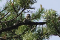 Setophaga coronata auduboni