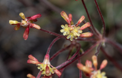 Eriogonum marifolium