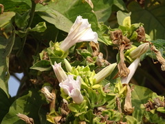 Ipomoea campanulata