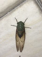 Dundubia