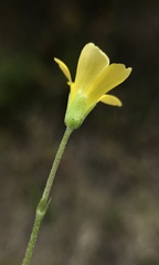 Oxalis pilosa