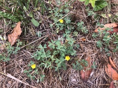 Oxalis pilosa