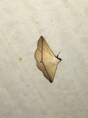Acantholipini