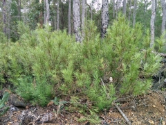 Podocarpus drouynianus