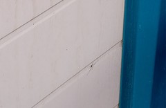 Opiliones