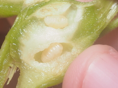 Cecidochares connexa