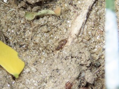 Ponera pennsylvanica