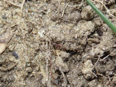 Ponera pennsylvanica