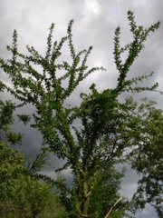 Fouquieria macdougalii