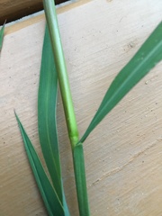 Echinochloa muricata microstachya