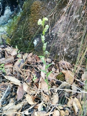 Pterostylis vittata
