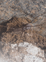 Smeringopus pallidus