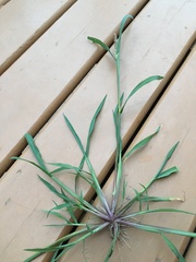 Echinochloa muricata microstachya
