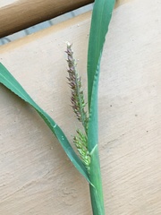 Echinochloa muricata microstachya