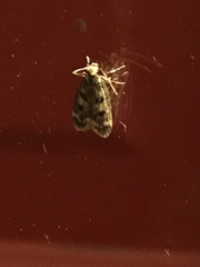 Martyringa latipennis
