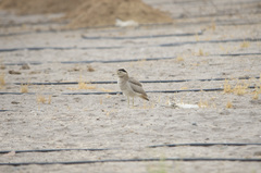 Burhinus superciliaris