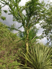 Fouquieria macdougalii
