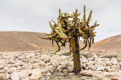 Browningia candelaris